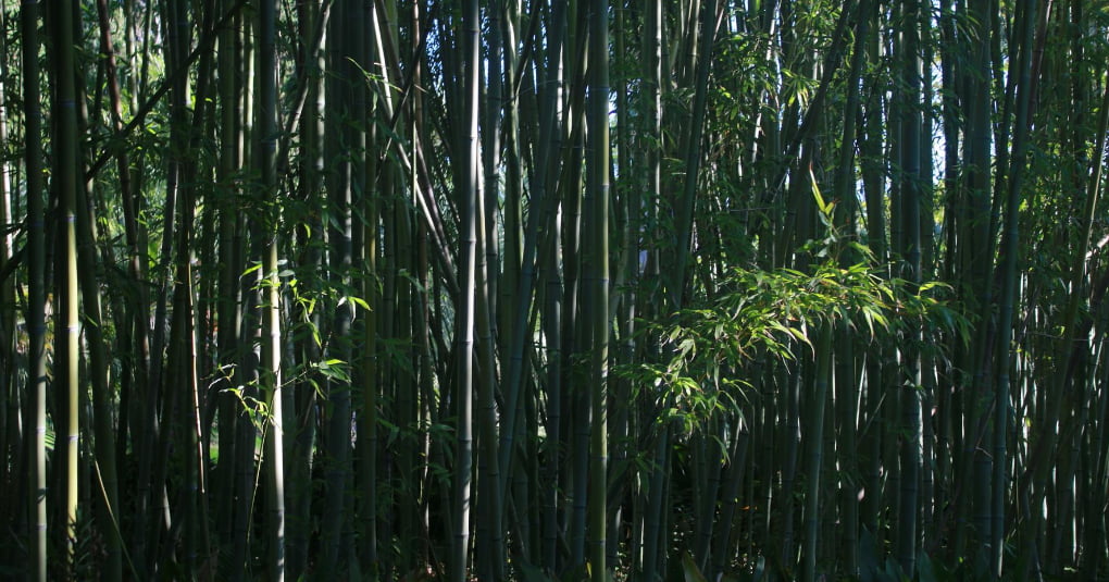 yogamatte bambus
